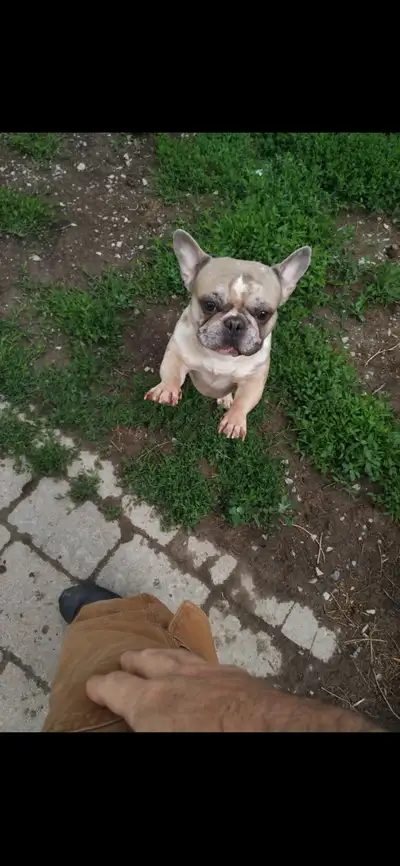 Hi! Unfortunately looking to rehome our 4 year old male French bulldog as our child is allergic to h...