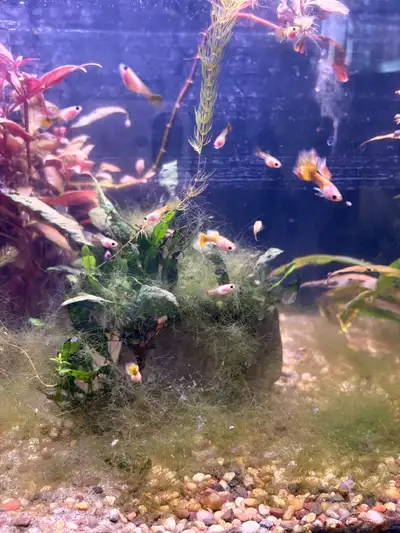  Juvenile yellow/gold glass belly guppies, View more