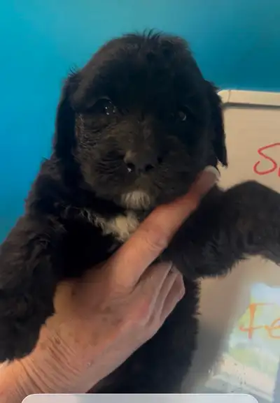 Sheepadoodle puppies, View more