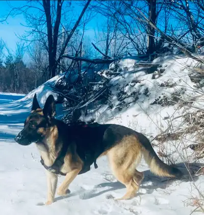 German Shepherd Puppies – for reservation, View more