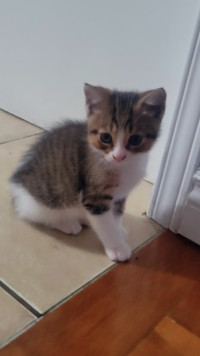 Joli chaton de 2 mois à vendre