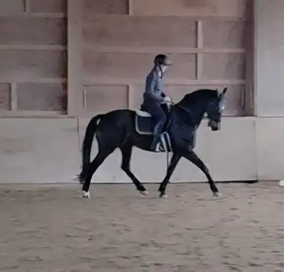 15.3 Warmblood Dressage Gelding For Part Board, View more