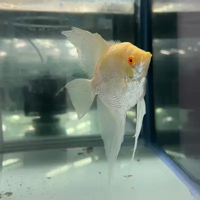 Albino Zebra Angelfish – Beautiful Pattern & Color, View more