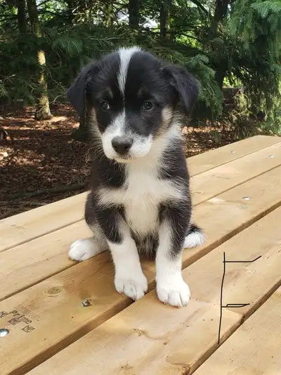 Australian Shepard cross puppies      Call or txt 519 497 4146, View more