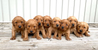 Purebred Red Golden Retriever Puppies - Ready April 8