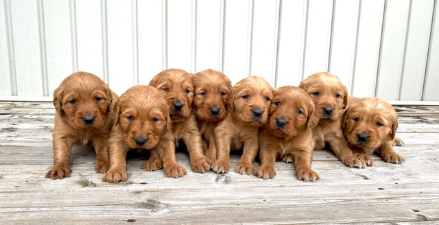 Purebred Dark Red Golden Retriever Puppies  in Dogs & Puppies for Rehoming in Woodstock - Image 2