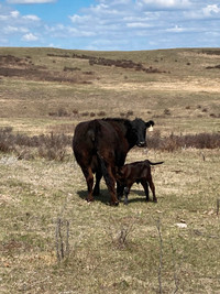 130 Black Angus Cow/calf Pairs