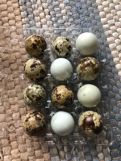 QUAIL EGGS 3.50per dozen Can deliver to St.Albert TEXT ONLY 780 218 2566