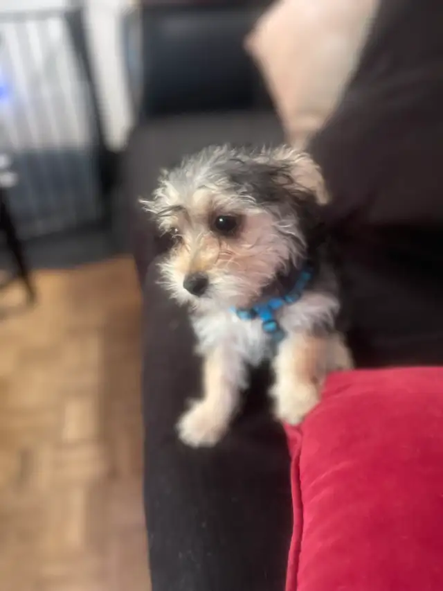 Morkie Puppies in Dogs & Puppies for Rehoming in Cambridge - Image 4