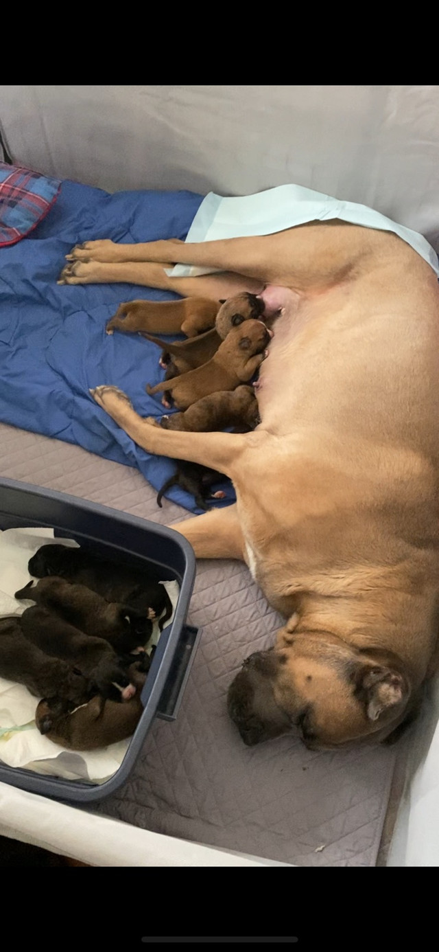 Argentino X Corso Puppies Have Arrived!!!!! in Dogs & Puppies for Rehoming in Barrie - Image 4