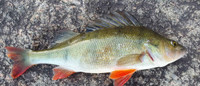 Perch/Pickerel Fish for sale in bulk only 