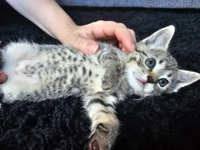 117 ads for kitten in Cats & Kittens for Rehoming in Delta/Surrey