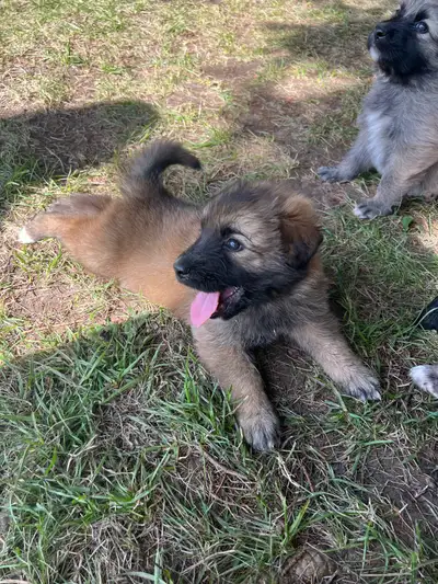 German Shepherd X Great Pyrenees Puppies, View more