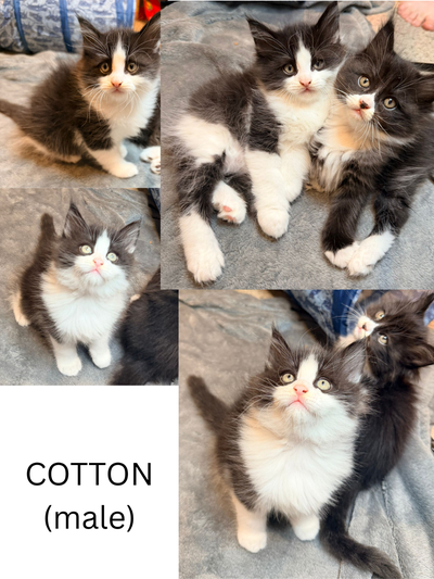 Maine Coon x Ragdoll fluffy kittens, View more