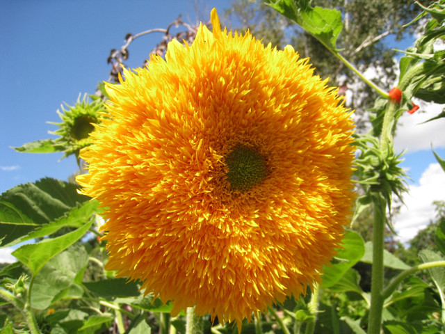 Sungold Giant Sunflower seeds - 25 seeds for $4 in Plants, Fertilizer & Soil in Hamilton