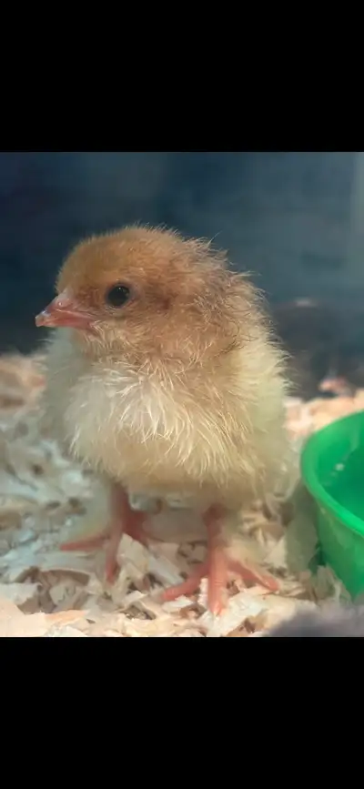 Lemon Pyle Brahma Day Old Chicks , View more