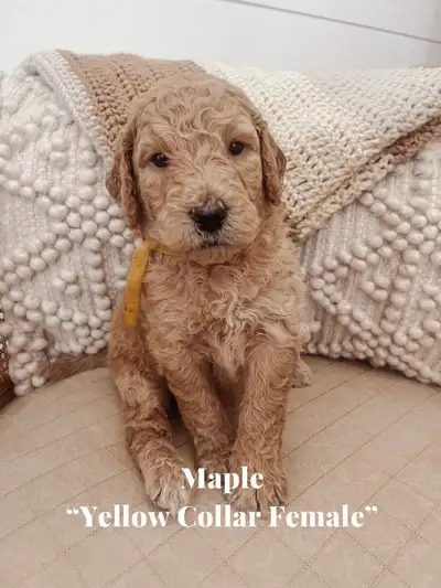 Golden Doodle Puppies, View more