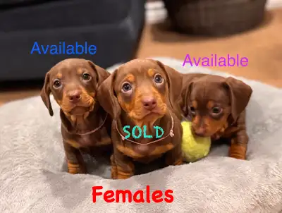 Miniature Dachshund puppies (Ready before Valentines), View more