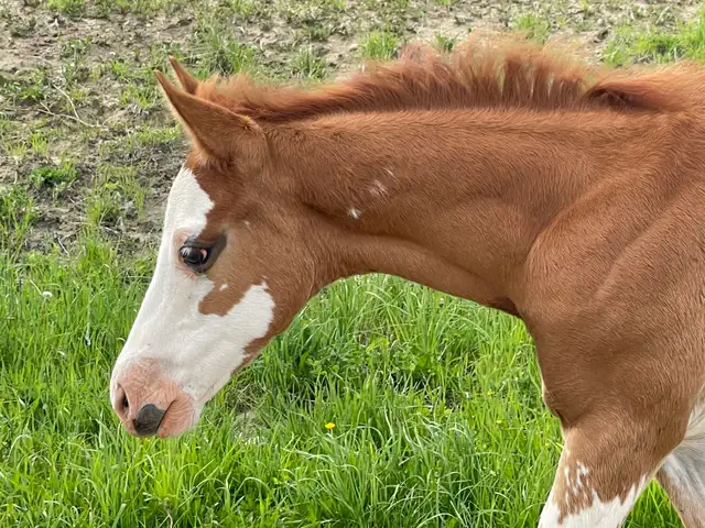 2026 APHA sorrel overo colt in Horses & Ponies for Rehoming in Edmonton - Image 7