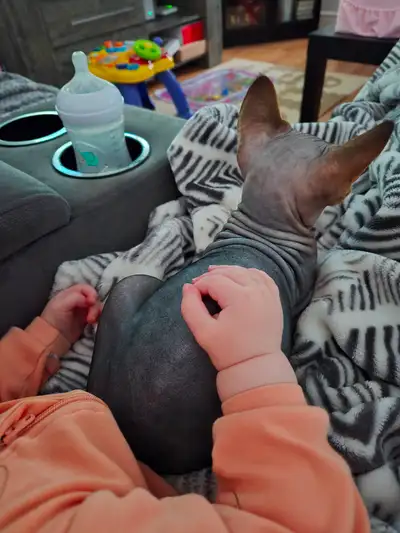 Sphynx femelle a vendre Pas opérer Pas dégriffé Possitif a la rhino donc doit ne pas possédez dautre...