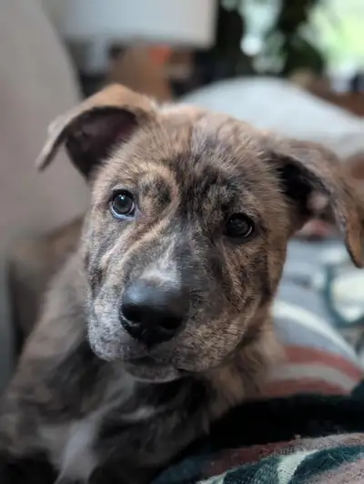Adorable 11-Week-Old Mix breed Puppy - Ready for Her Forever Home! Located near Rocky Mountain House...