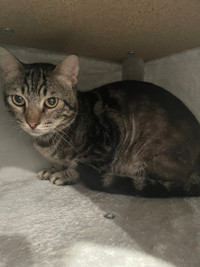 Please adopt 2 Yrs Old Cat was used for dog fight training