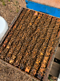 Honey bees 2024 Nuc’s $300 imported Kona queen