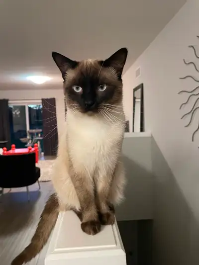 blue point siamese in Cats & Kittens for Rehoming in Ontario