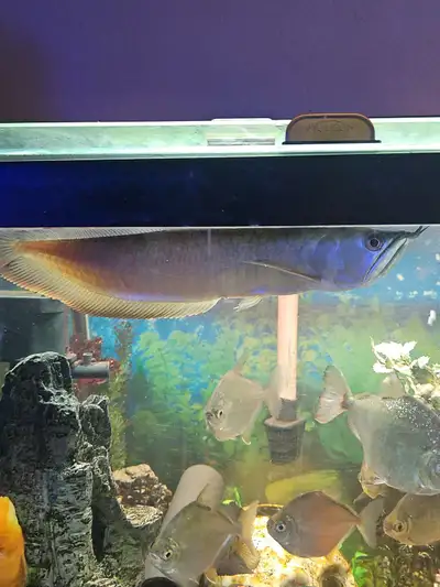 silver arowana, View more