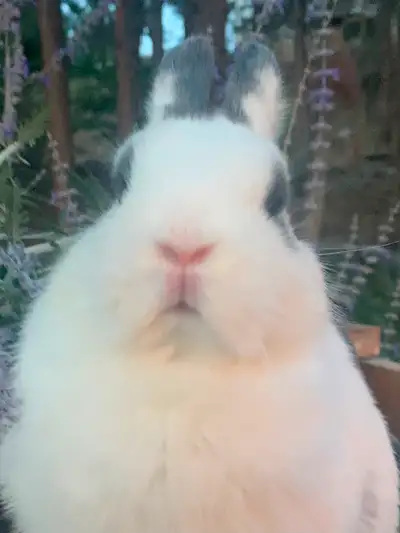Purebred Netherland Dwarf bunnies available to approved homes, View more