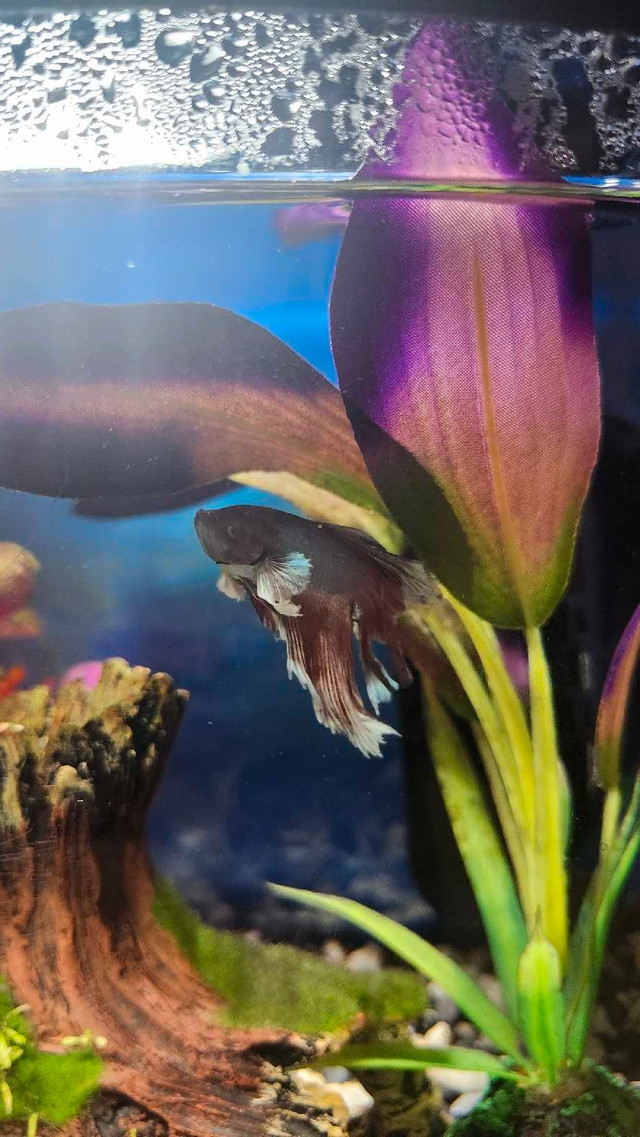 2.5 Gallon Betta Fish Tank in Fish for Rehoming in Calgary - Image 3