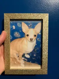Looking for a chihuahua in NL,NS, or PEI