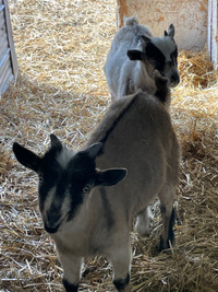 Nigerian dwarf buckling