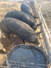 Farm raised pigs