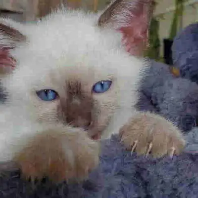 Purebred Siamese Kittens, View more