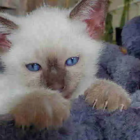 Siamese Kittens in Cats & Kittens for Rehoming in Oakville / Halton Region - Image 2