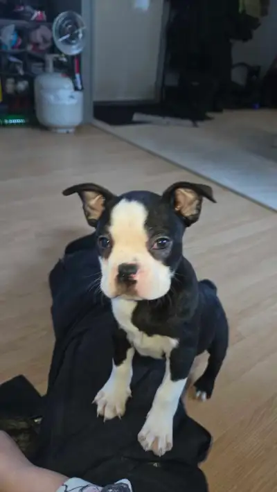 boston  terrien, View more