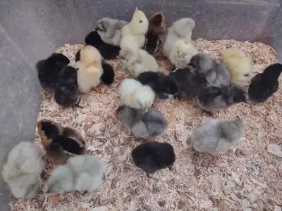 Olive Egger and Easter Egger chicks, View more