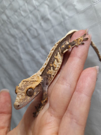 Haumia- Crested Gecko