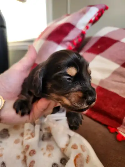 REDUCED Dachshund CKC registered Miniature Long Haired pups, View more