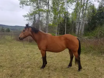 Green Broke APHA Mare, View more