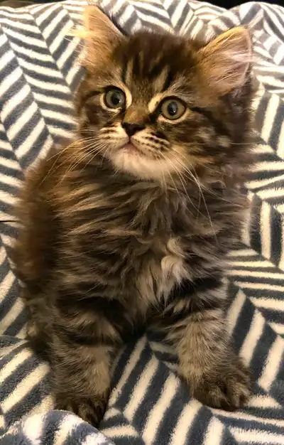 Chaton a vendre, mélange de scottish fold et persan, View more