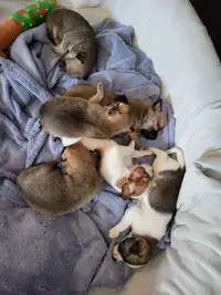 Puppies for Sale/Rehoming