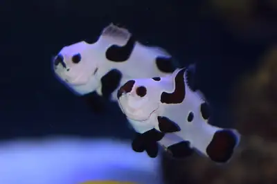 Mocha and black storm clownfish pairs, View more