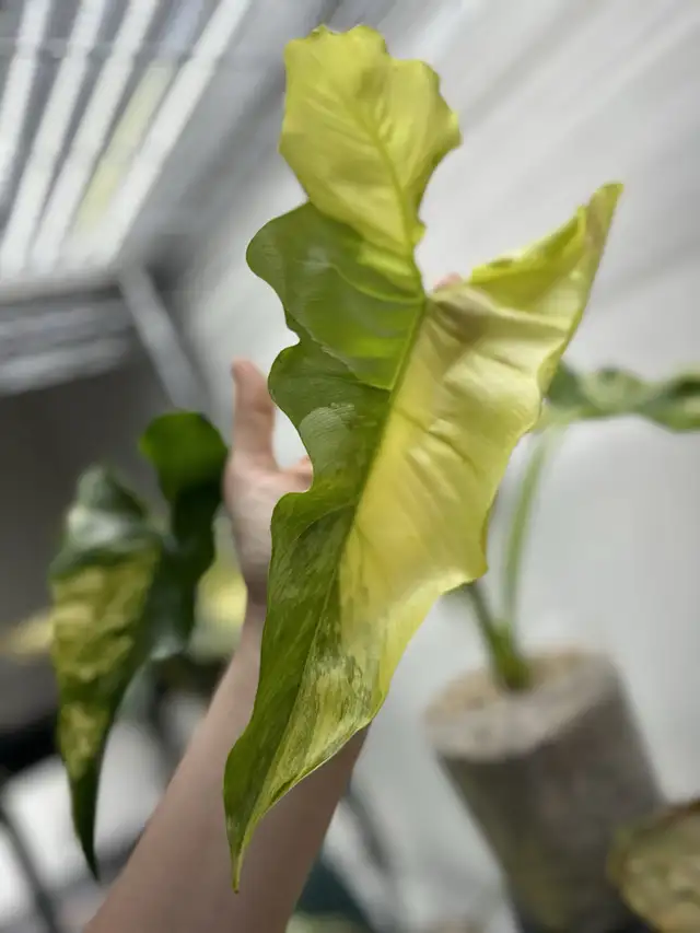 Philodendron thaumatophyllum williamsii  in Plants, Fertilizer & Soil in Longueuil / South Shore - Image 4