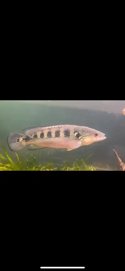 12” Lenticulata Pike Cichlid Price: $99 Open to Trades Send your offers Located in North york