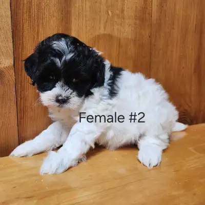 Shih Tzu / Poodle, View more