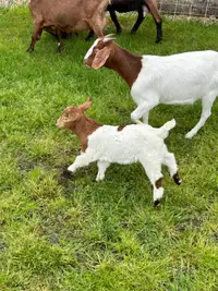 Commercial Boer Doe kid goat pair