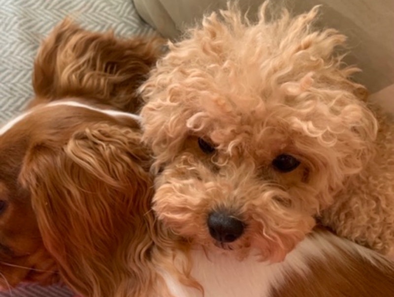 Miniature poodle caniche Chiens et chiots à adopter Laval/Rive Nord