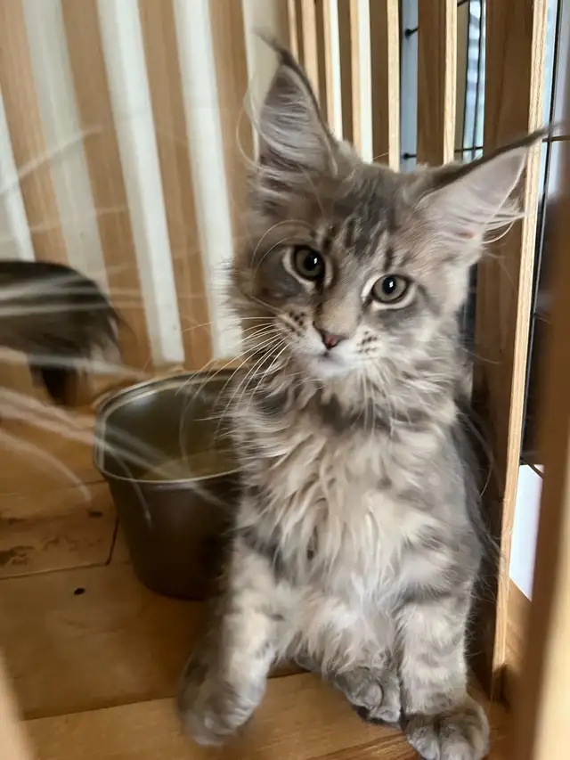chatons mainecoon in Cats & Kittens for Rehoming in Lac-Saint-Jean - Image 4